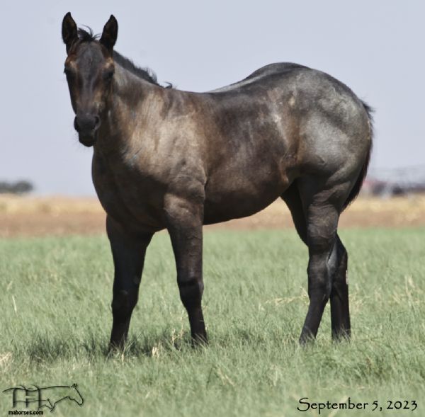 Hancocks Blu Babe MA's 2023 Blue Roan Filly-CONTRACT PENDING